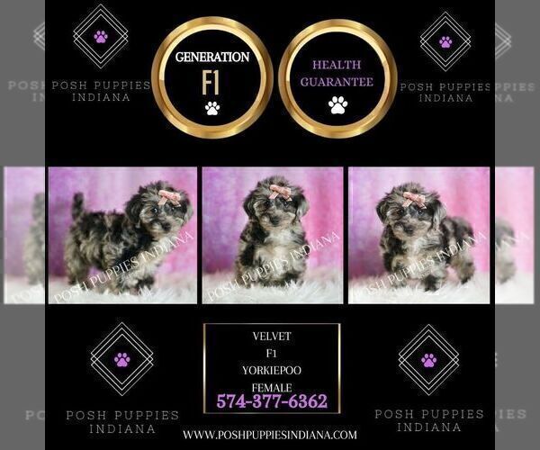 Medium Photo #7 Yorkipoo Puppy For Sale in WARSAW, IN, USA