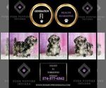 Small Photo #63 Yorkipoo Puppy For Sale in WARSAW, IN, USA