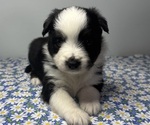 Puppy Puppy 3 Miniature Australian Shepherd