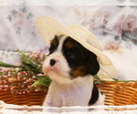 Small Photo #12 Cavalier King Charles Spaniel Puppy For Sale in MARCELLUS, MI, USA