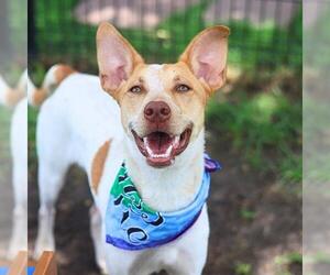 Mutt Dogs for adoption in San Antonio, TX, USA