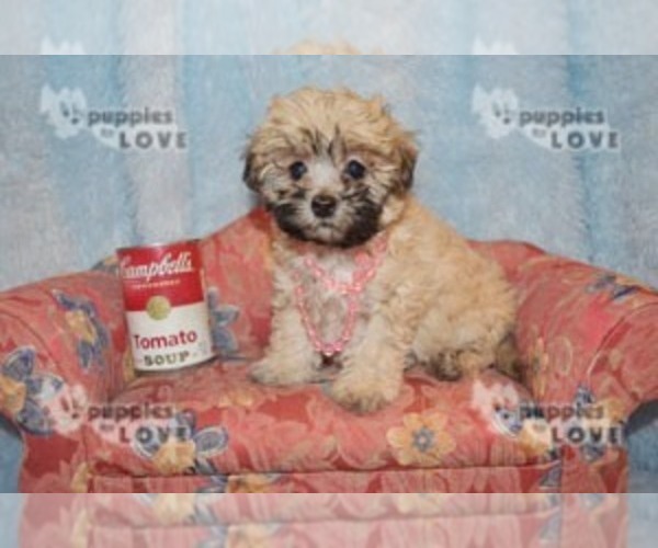 Medium Photo #1 Maltese-Poodle (Toy) Mix Puppy For Sale in SANGER, TX, USA