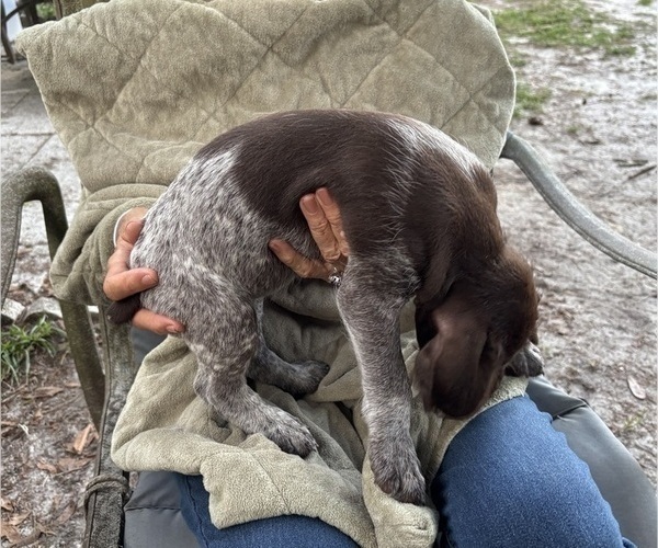 Medium Photo #10 German Shorthaired Pointer-German Wirehaired Pointer Mix Puppy For Sale in DEFUNIAK SPRINGS, FL, USA