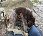 Small Photo #14 German Shorthaired Pointer-German Wirehaired Pointer Mix Puppy For Sale in DEFUNIAK SPRINGS, FL, USA