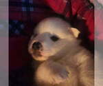 Small #5 American Eskimo Dog