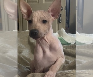 American Hairless Terrier Puppy for sale in KINGSPORT, TN, USA