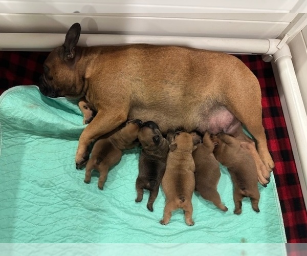 Medium Photo #1 French Bulldog Puppy For Sale in MAYO, FL, USA