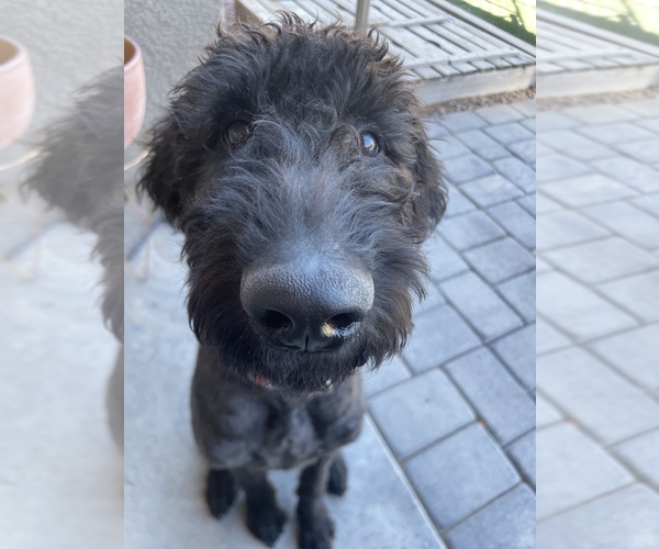 Medium Photo #9 Airedoodle-Labrador Retriever Mix Puppy For Sale in MARANA, AZ, USA