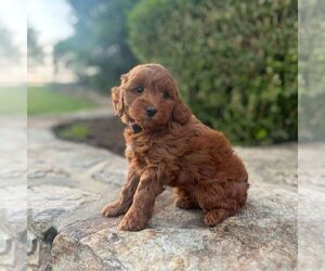 Miniature Labradoodle Puppy for sale in COATESVILLE, PA, USA
