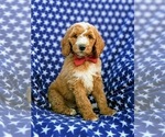 Small Photo #2 Poodle (Standard) Puppy For Sale in NOTTINGHAM, PA, USA