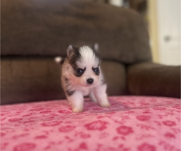 Medium Photo #3 Pomsky Puppy For Sale in DRACUT, MA, USA