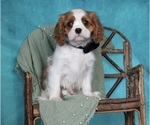 Small Photo #9 Cavalier King Charles Spaniel Puppy For Sale in WARSAW, IN, USA