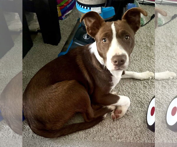 Medium Photo #19 Collie-Unknown Mix Puppy For Sale in Mount Laurel, NJ, USA