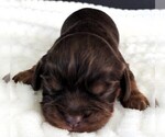 Puppy Puppy 4 Cavalier King Charles Spaniel