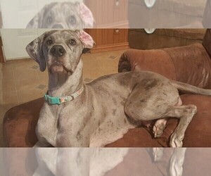 Mother of the Great Dane puppies born on 06/14/2019