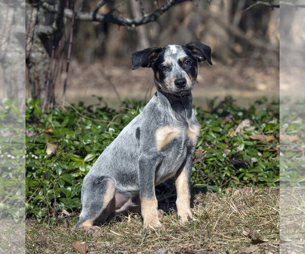 Medium Photo #1 Mutt Puppy For Sale in Garden City, NY, USA