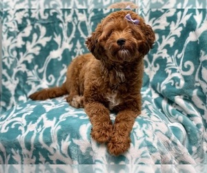 Poodle (Miniature)-Shorkie Tzu Mix Puppy for sale in LAKELAND, FL, USA