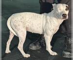 Small American Staffordshire Terrier Mix