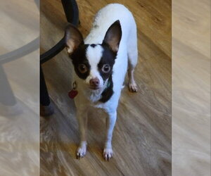 Chihuahua-Unknown Mix Dogs for adoption in Rocky Mount, NC, USA