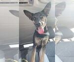 Small #2 German Shepherd Dog Mix