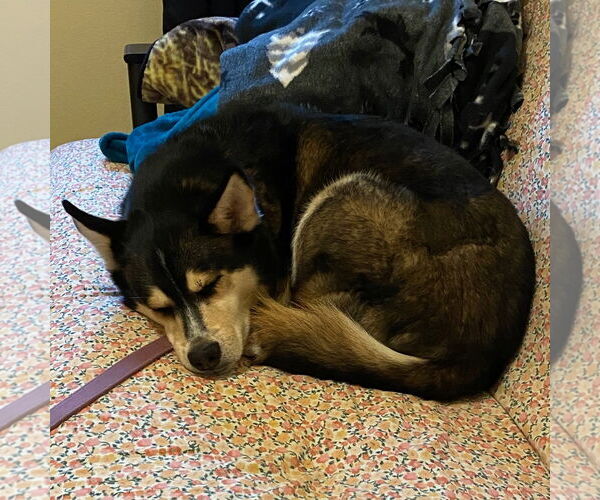 Medium Photo #7 Huskies -Unknown Mix Puppy For Sale in Fargo, ND, USA