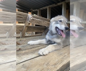 Alaskan Malamute-Czech Wolfdog Mix Puppy for sale in ROANOKE, VA, USA