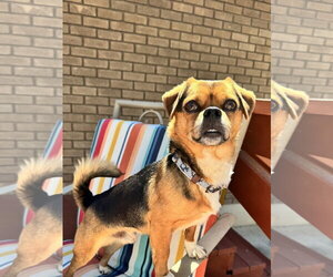 Chihuahua Dogs for adoption in Sandy, UT, USA