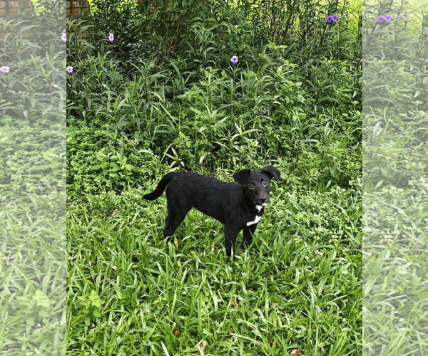 Medium Photo #12 German Shepherd Dog-Unknown Mix Puppy For Sale in Royal Palm Beach, FL, USA
