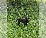 Small #11 German Shepherd Dog Mix