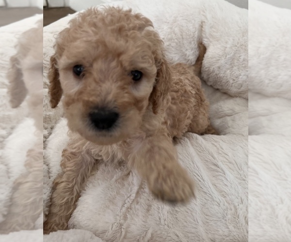 Medium Photo #4 Goldendoodle Puppy For Sale in COLORADO SPRINGS, CO, USA