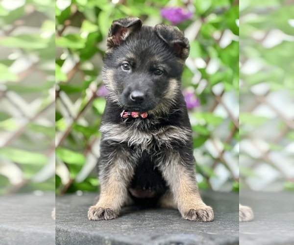 Medium Photo #1 German Shepherd Dog Puppy For Sale in FORT WHITE, FL, USA