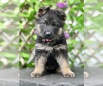 Small German Shepherd Dog