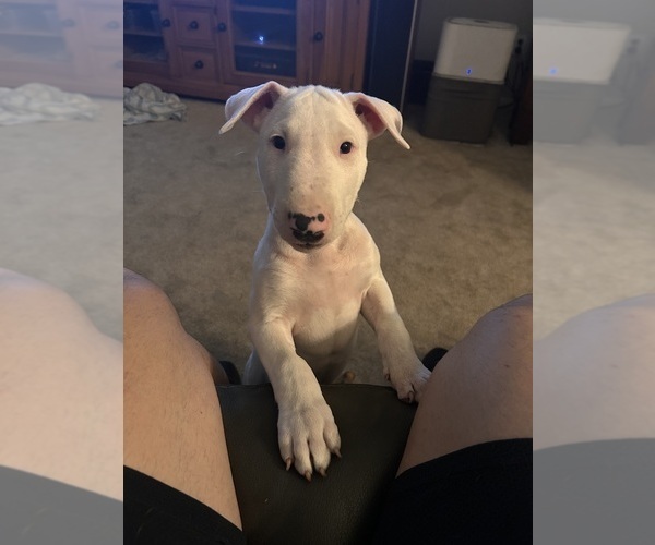 Medium Photo #5 Bull Terrier Puppy For Sale in LAND O LAKES, FL, USA