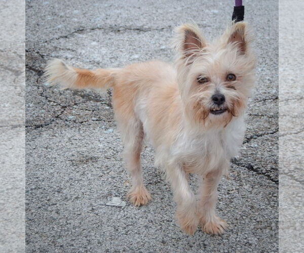 Medium Photo #3 Cairn Terrier-Unknown Mix Puppy For Sale in Huntley, IL, USA
