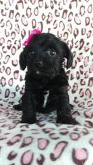 Foodle Puppy for sale in LANCASTER, PA, USA