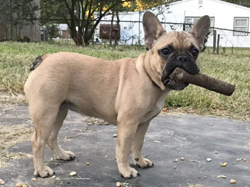 Medium Photo #1 French Bulldog Puppy For Sale in HENRICO, VA, USA