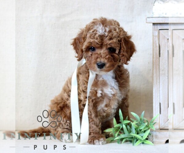 Medium Photo #3 Cavapoo Puppy For Sale in NEWMANSTOWN, PA, USA