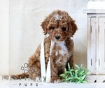 Small #2 Cavapoo