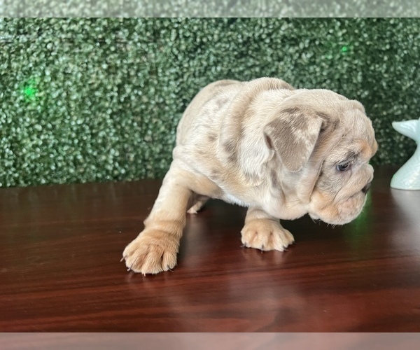 Medium Photo #2 English Bulldog Puppy For Sale in WINCHESTER, CA, USA