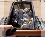 Small Photo #10 Chihuahua-Unknown Mix Puppy For Sale in Fargo, ND, USA