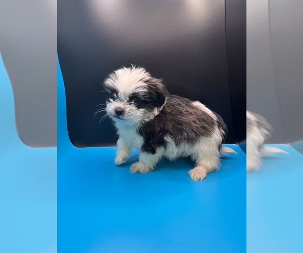 Medium Photo #9 Maltipoo-Shih Tzu Mix Puppy For Sale in SAINT AUGUSTINE, FL, USA
