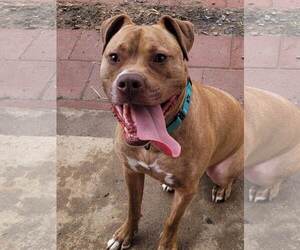 Frankie - Female American Staffordshire Terrier-Unknown Mix Dog for Adoption - Photo #11