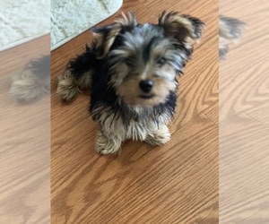 Yorkshire Terrier Puppy for Sale in LA GRANGE, North Carolina USA