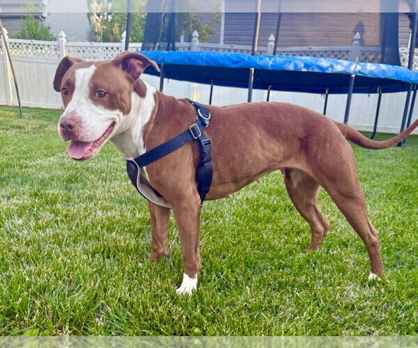 Medium Photo #2 Mutt Puppy For Sale in Mount Laurel, NJ, USA