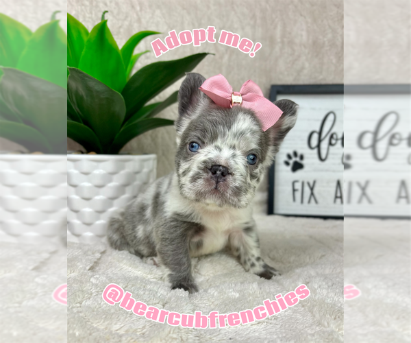 Medium Photo #1 French Bulldog Puppy For Sale in FRANKLIN, IN, USA