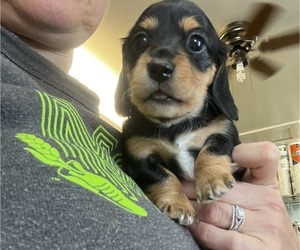 Dachshund Puppy for sale in ASHLAND, NE, USA