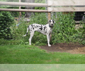 Great Dane Dog for Adoption in SCARBRO, West Virginia USA