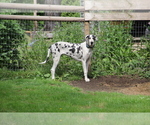 Small Great Dane