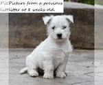 Small Photo #1 West Highland White Terrier Puppy For Sale in ELIZABETHVILLE, PA, USA