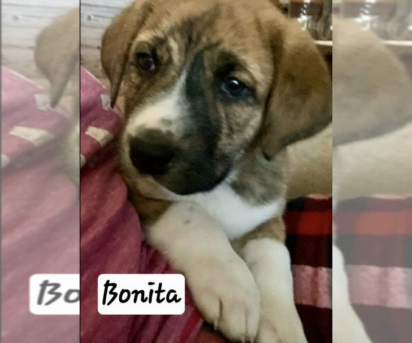 Medium Photo #1 Great Pyrenees-Unknown Mix Puppy For Sale in Foristell, MO, USA